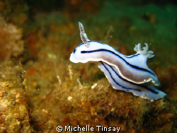 taken in anilao batangas with my canon point and shoot-de... by Michelle Tinsay 